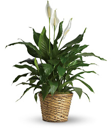 Simply Elegant Spathiphyllum  from Beecher Florists, flower delivery in Beecher